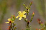 Coastal plain St. Johns wort